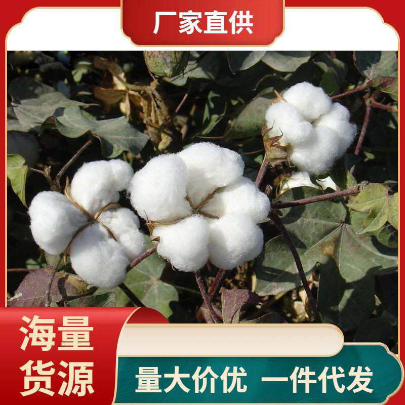 带籽棉花 农家棉花带籽结婚未加工籽棉散装带籽的棉花干净1斤
