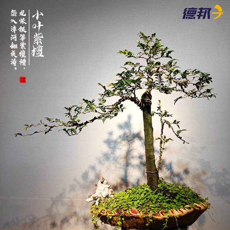 小叶紫檀盆景客厅好养树桩黑骨茶植物室内耐寒绿植盆栽阳台办公室