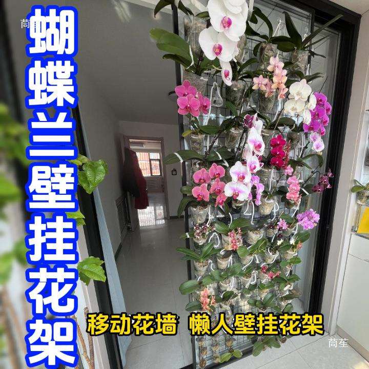 蝴蝶兰花架壁挂式悬挂网格上墙花盆托架种植板铁艺室内展示架
