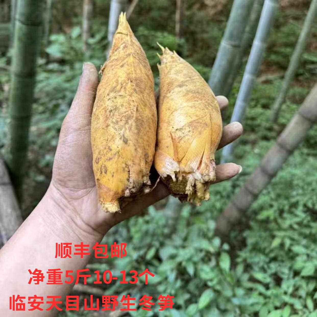 新鲜野生冬笋现挖当季黄泥笋临安天目山竹笋去老根毛竹笋冬笋嫩