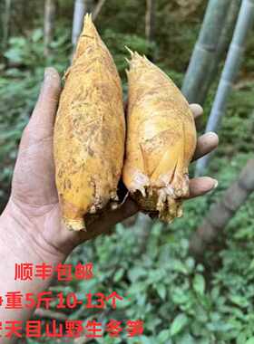 新鲜野生冬笋现挖当季黄泥笋临安天目山竹笋去老根毛竹笋冬笋嫩