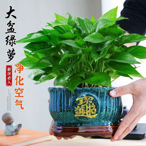 大花盆绿萝盆栽净室内客厅除甲醛化空气水植物厂家直供绿植卉办公