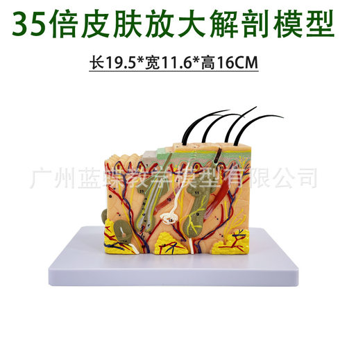 立体皮肤组织结构层次放大解剖模型医教学头皮毛发生理结构图模块