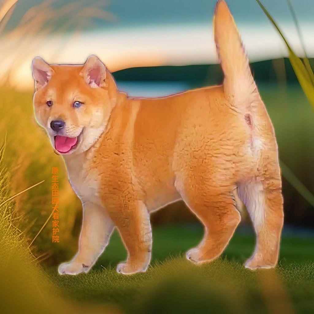 黄狗中华田园犬广西土猎狗黄色土猎犬黄狗猎犬大黄狗黄广西土猎犬