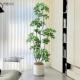 彷真绿色植物高端轻奢彷生鸭脚木室内客厅沙发边大型盆栽落地假植