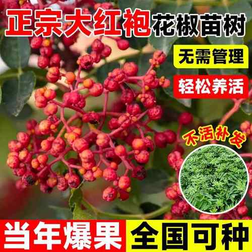 正宗四川汉源藤椒树苗青花椒椒无刺花椒绿花椒麻椒苗