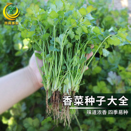 小叶香菜籽种四季播种蔬菜种子老品种种籽盆栽可食用阳台种菜种孑