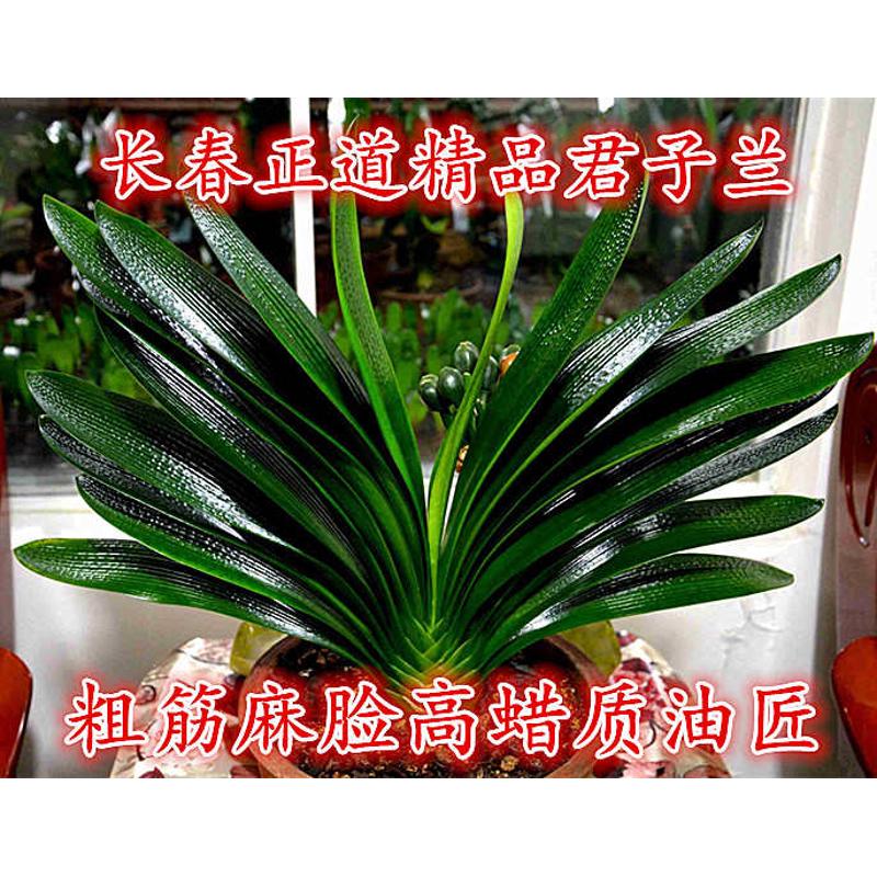 长春新款正道君子兰 精品高蜡质麻脸油匠 粗筋坑纹技师小苗宽短叶