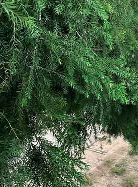 永生金黄金宝树干燥花叶材装饰拍摄道具永生花干花不凋谢