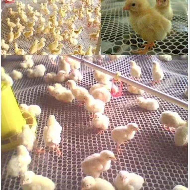 养殖塑料平网防护阳台防坠网格育雏漏鸡鸭鹅蜂蚕胶网漏粪网