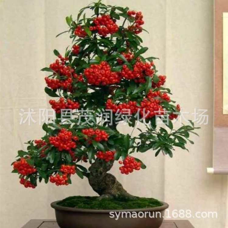 阳台盆栽观果花卉火棘盆景青枝绿叶红果火棘盆栽带果发货观果花卉