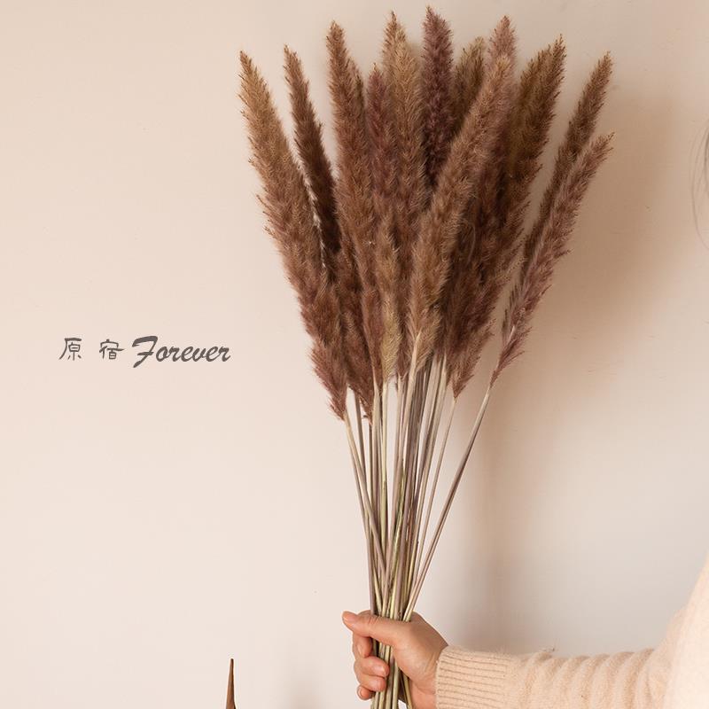 森系天然风干小芦苇干花花束文艺服装店插花装饰摄影搭配橱窗摆设