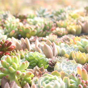 包邮 多肉盆栽组合创意肉肉植物带育苗盘土 72颗混色 多肉植物精装