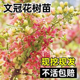 文冠花树苗状元花大棵绿植室内盆栽庭院四季好养花卉多年生植物