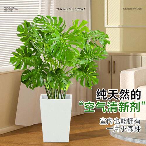 龟背竹大厅盆栽大型老桩盆栽shuzhen-内植室物大叶开背级盆景懒客