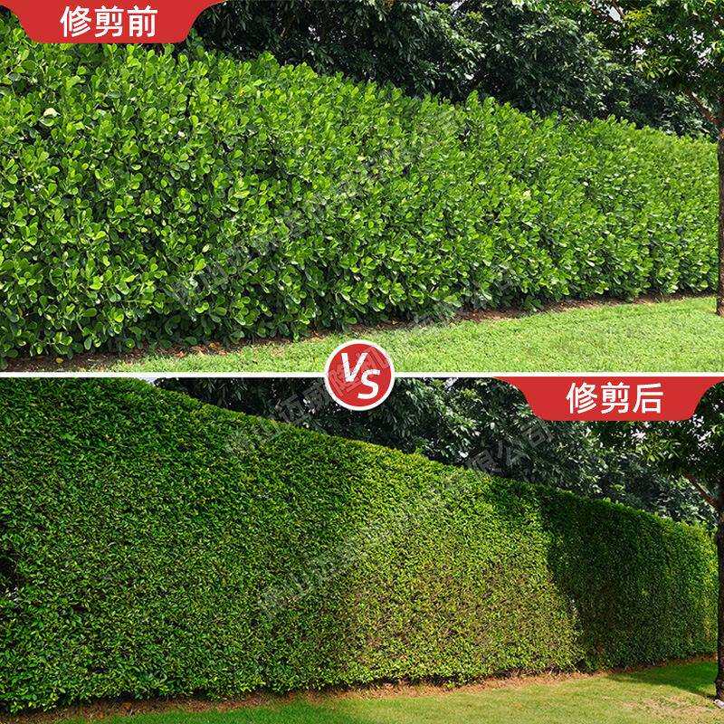 凯时E·AH232D绿篱剪36V锂电双刃宽带绿篱机修枝机园林绿化带修剪