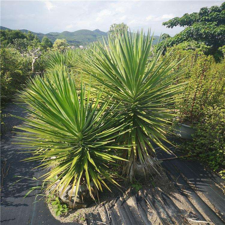 细叶丝兰 盆栽 绿化植物 造景沙漠植物沙漠常绿庭院阳光美观