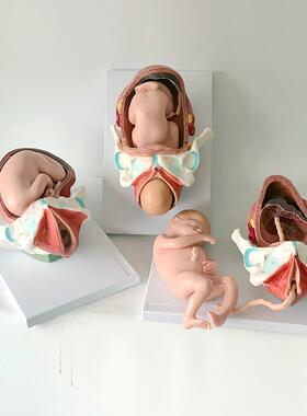 出生婴儿分娩教具出生胎儿分娩解剖宫腔盆腔骨骼胎盘子宫演示模型