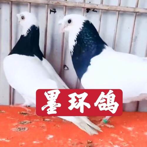 现货观赏鸽紫环墨环玉环种鸽一对活物纯种环鸽血统鸽高飞鸽包邮