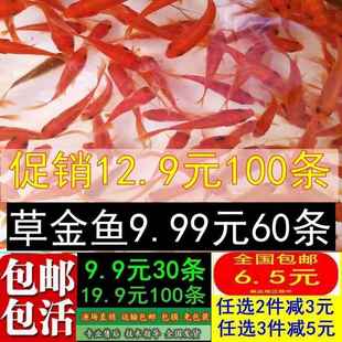 胖皮球珍珠鱼富贵鱼观赏鱼小鱼活观赏鱼淡水客厅鼠头珍珠金鱼温和