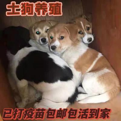 中华田园犬土狗活体狗