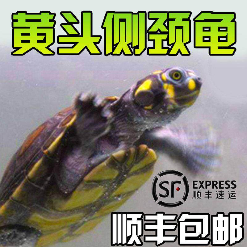 黄头侧颈龟忍者神龟深水鱼缸宠物圆澳侧颈吃鱼粪观赏清洁西非侧颈