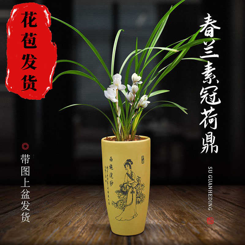 兰花盆栽植物室内春兰素冠荷鼎无花苞浓香庭院阳台客厅名贵兰花苗