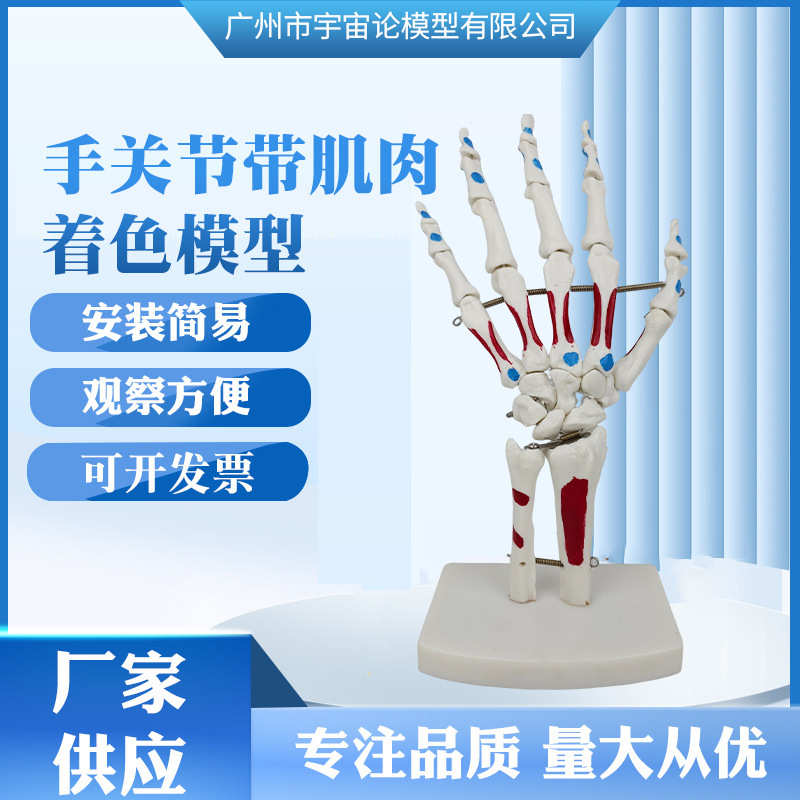 厂家供应 手关节带肌肉着色模型 人体手关节踝关节仿真模型