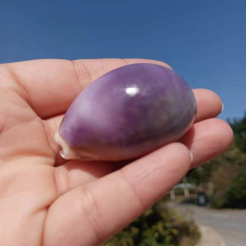 天然海螺百星紫宝螺紫贝玛瑙宝螺珊瑚鱼缸造景摆件贝壳工艺品