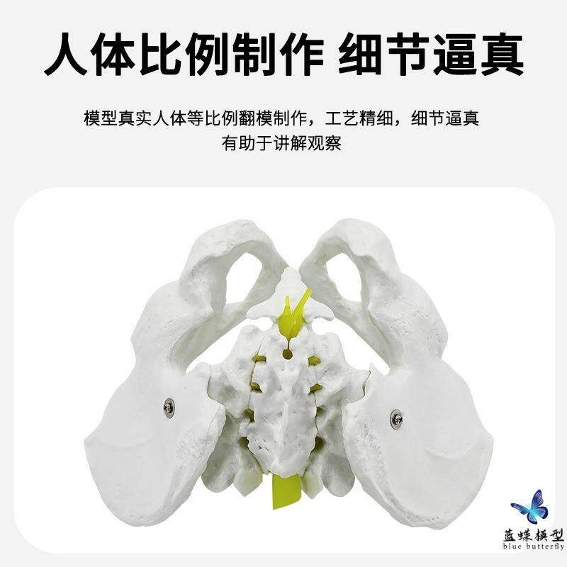 教学自然大男性盆骨带五节腰椎附脊椎神经模型仿真人体骨骼标本