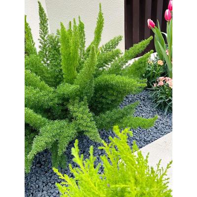 狐尾天门冬盆栽苗室内观赏植物阳台室外庭院花境观叶绿植好养易活