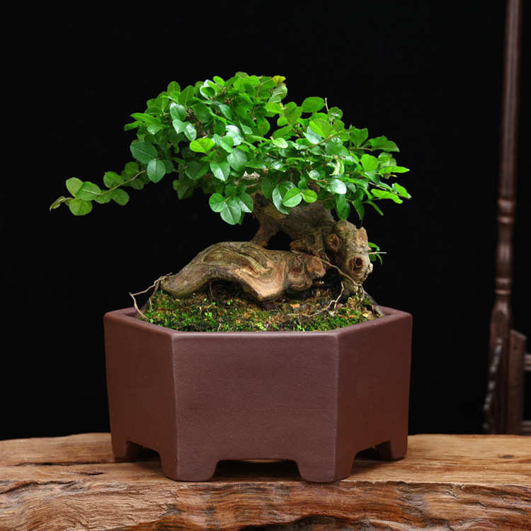 宜兴紫砂花盆手工精品陶瓷小号长方六方桌面盆景盆老庄文竹子包邮