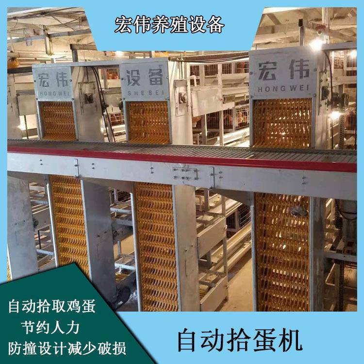 荥阳产地销售大型捡蛋装置养殖场可用自动化收蛋设备蛋鸡笼养