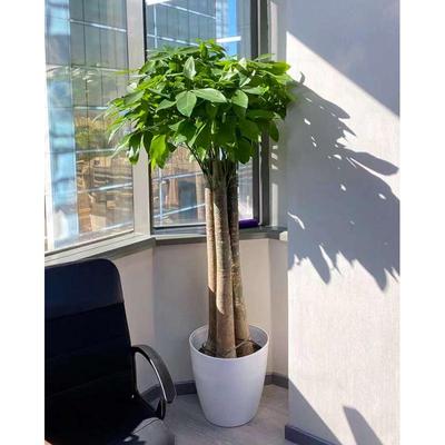 客厅大型花卉植物大盆景室内特级大发财树辫子大发财树大盆栽包邮