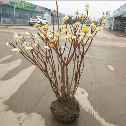 庭院植物结香苗结香花苗结香大小苗金腰袋打结花梦冬花浓香树苗