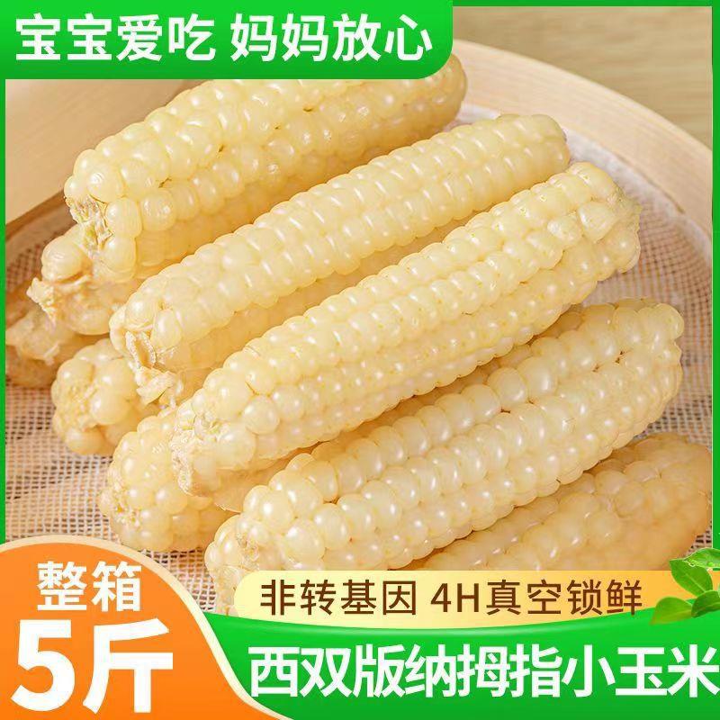 厂家直销包包邮真空傣家新装糯鲜甜云南西双版纳拇指玉米