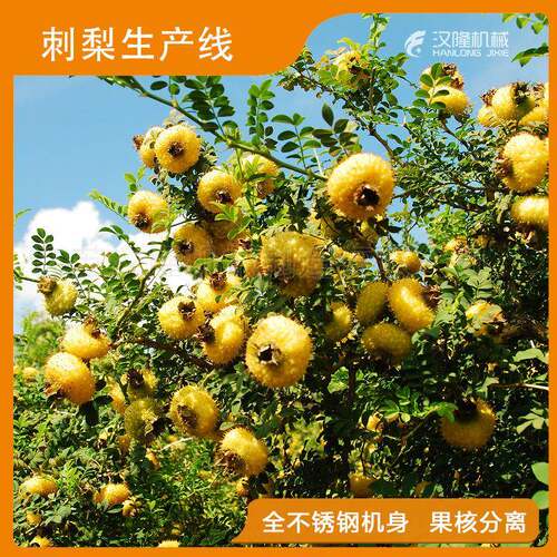 刺梨榨汁生产线 刺梨原浆饮料加工生产线 刺梨汁浓缩设备
