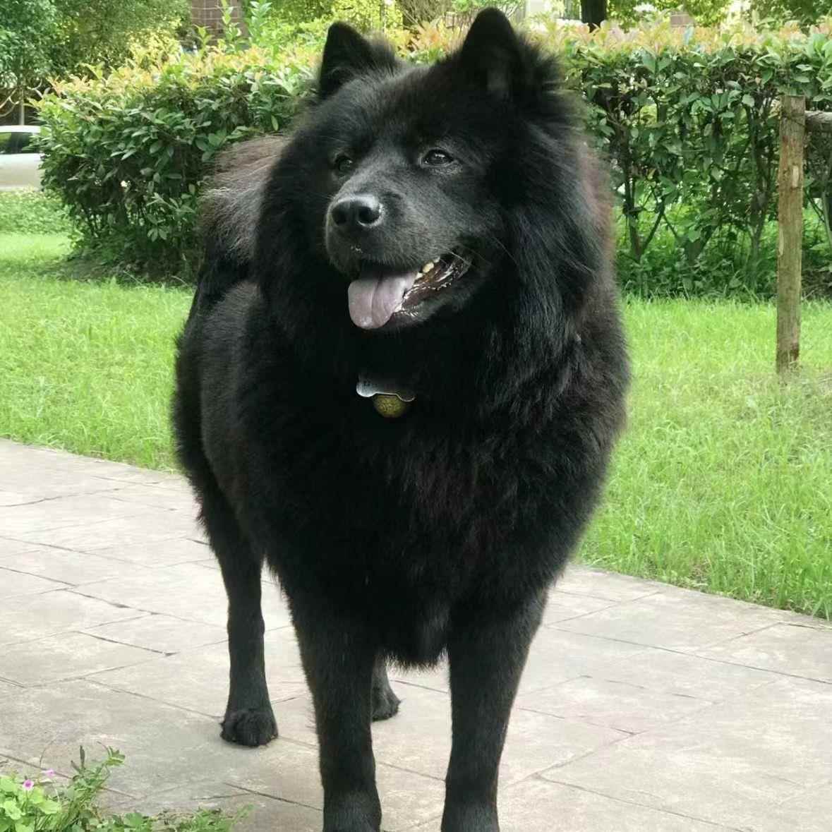 狗狗宠悦奇看家护院大型犬