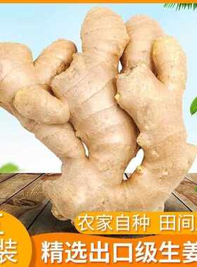 山东大姜老姜优质出口生姜月子姜风乾姜现挖鲜姜新鲜老黄姜食用