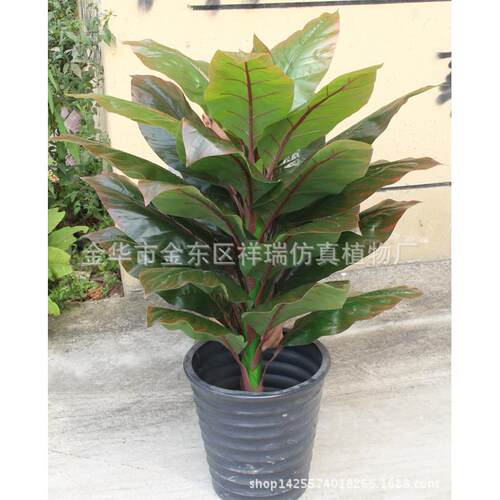 103真植物盆树叶室内栽象腿蕉仿大叶美人蕉叶树非洲落地盆景绿萝