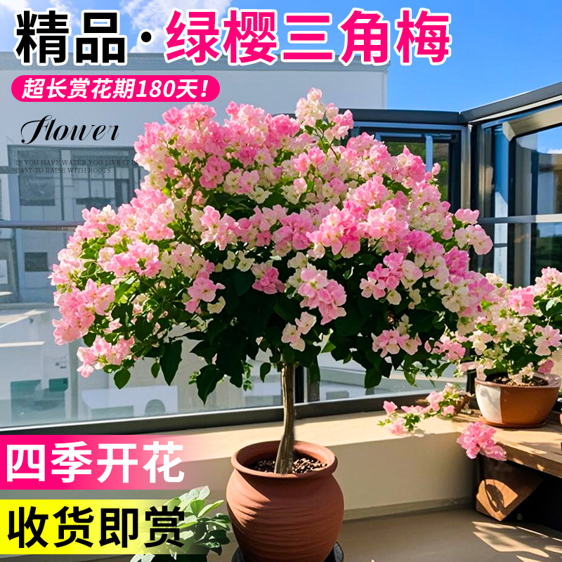 绿缨三角梅盆栽带花树苗四季花卉老桩开花苗重瓣特大号爬藤高品质