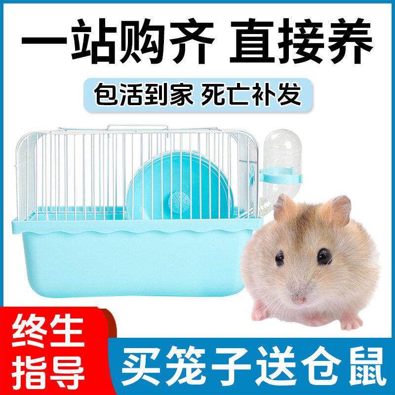 小仓鼠活物送笼子套装活体金丝熊巨型仓鼠好养的奶茶布丁儿童礼物