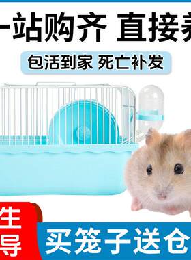 小仓鼠活物送笼子套装活体金丝熊巨型仓鼠好养的奶茶布丁儿童礼物