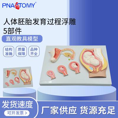 PNT-0601t人体胚胎发育过程浮雕 5部件 妊娠胚胎发育过程模型
