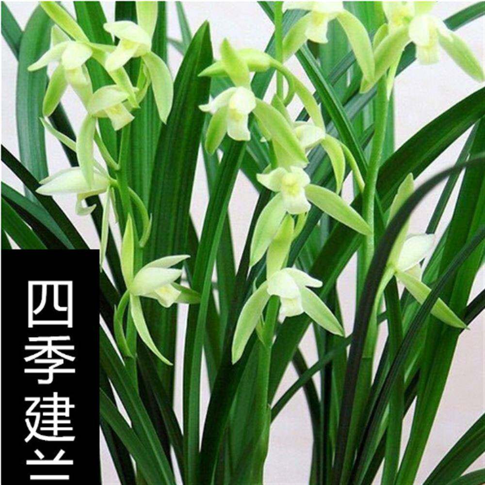 兰花 四季兰大凤素 永福素 花开香 本园直销 壮根好 盆栽绿植