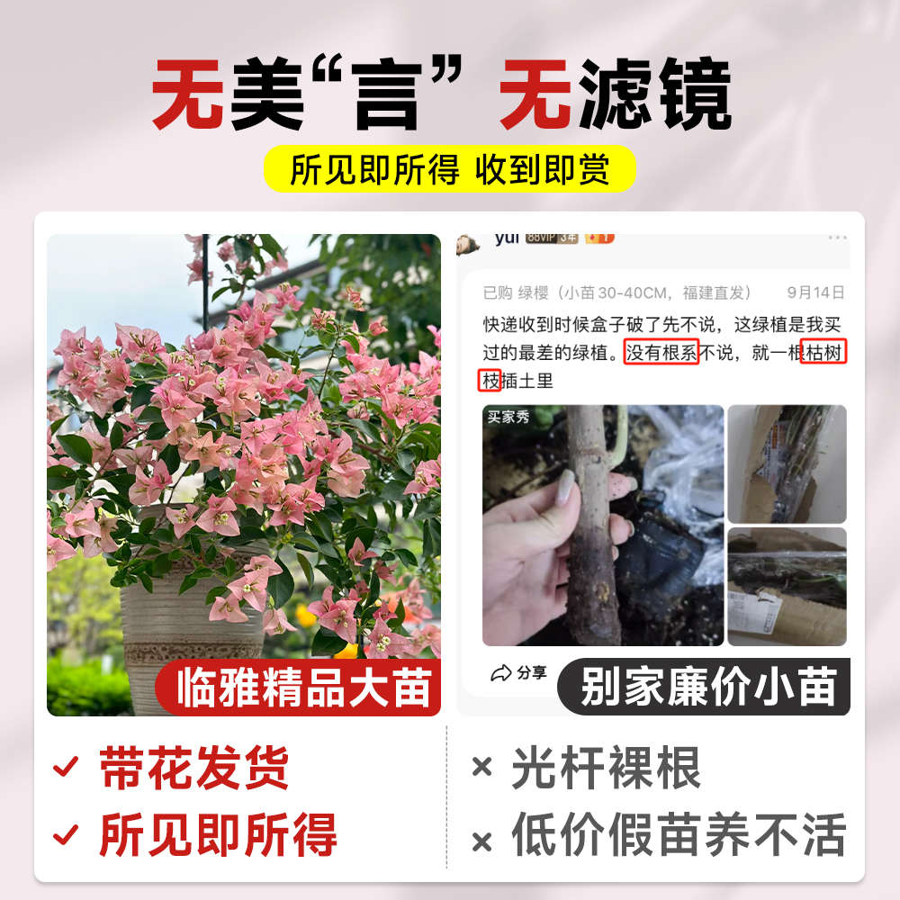 精品新款三角梅盆栽带花苞室内花卉植物阳台老桩特大号四季开花