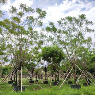 209供应全冠蓝花楹18 25cm假植苗蓝雾树紫蓝色花行道树乔木