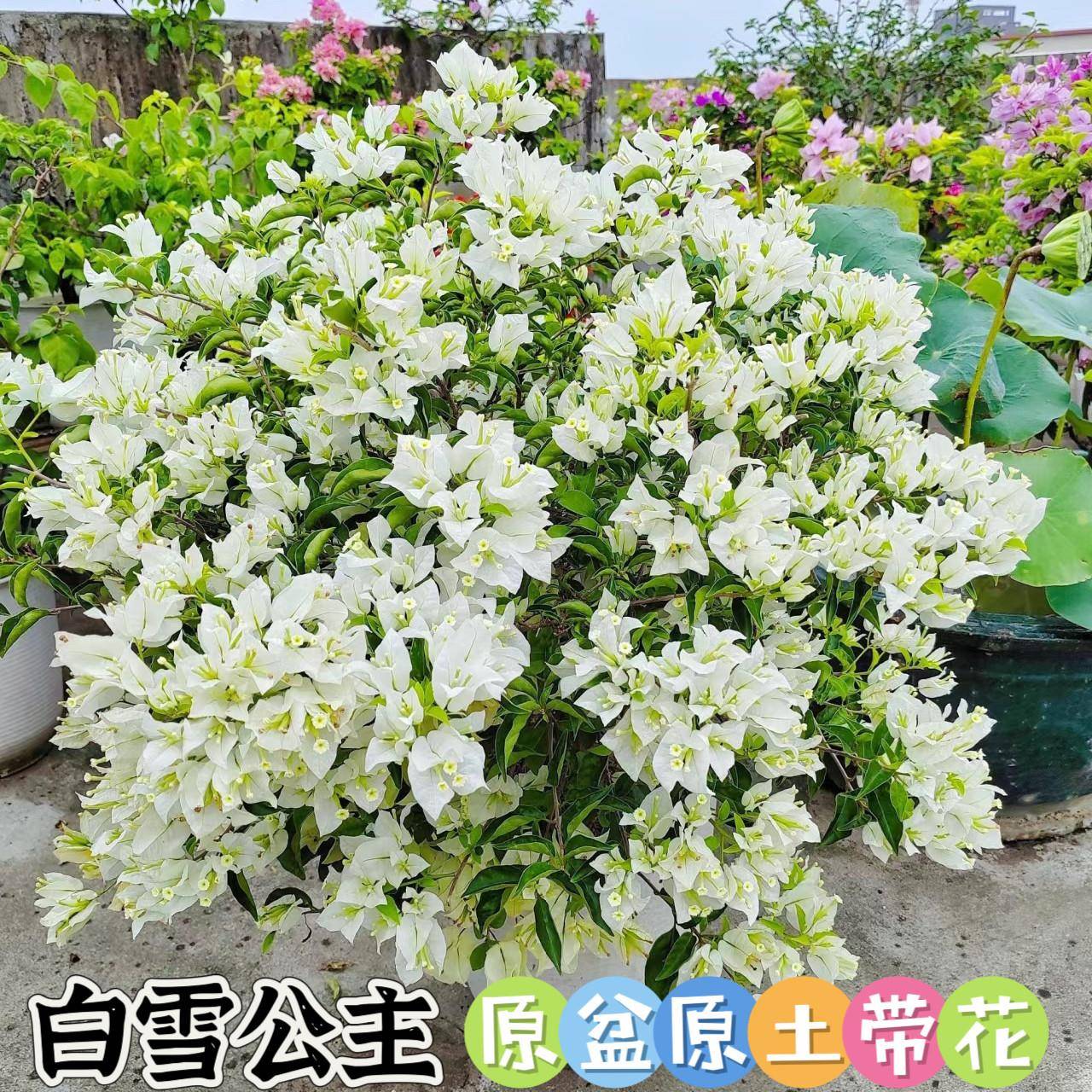 白雪公主三角梅好养勤花大苗老庄高飘四季开花喜阳适合屋顶阳台
