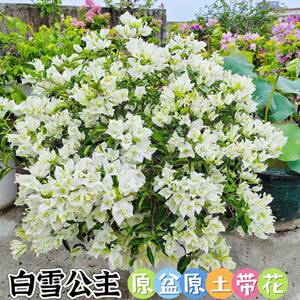 白雪公主三角梅好养勤花大苗老庄高飘四季开花喜阳适合屋顶阳台