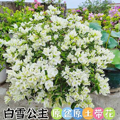 白雪公主三角梅好养勤花大苗老庄高飘四季开花喜阳适合屋顶阳台